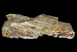 Tyrannosaur Tooth Fragment - Aguja Formation, Texas #105071-1